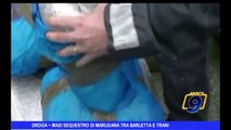 Droga | Maxi sequestro di Marijuana tra Barletta e Trani