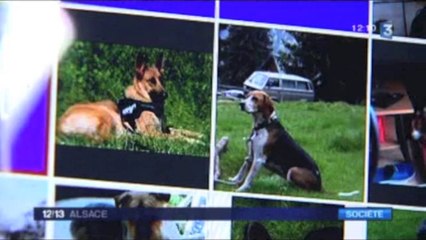 France 3 Alsace 25_9_13 Pet Alert 68