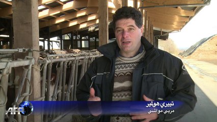 تربية الابقار في عصر الرسائل القصيرة