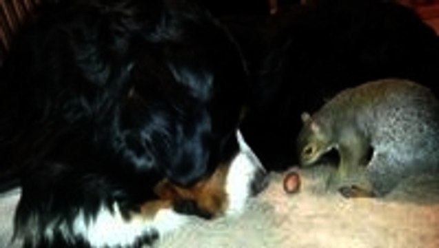 Pet Squirrel hides his nut in the fur of a Bernese Mountain Dog