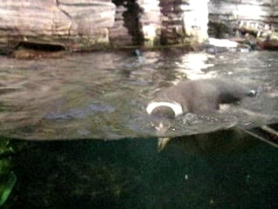 Manchots Oceanopolis Brest
