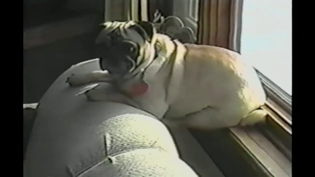 3 Minutes Of Hilarious And Cute Animal Moments - Crazy Animal Compilation!