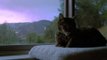Chat qui dort dans la tempête : Time-lapse!