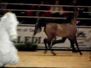 Championnat du cheval arabe