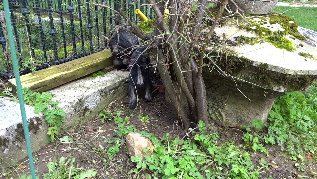 portée schnauzer nains poivre et sel de la forêt enchantée 2013