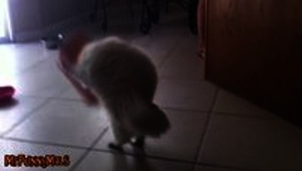 Cats Getting Stuck in Things Compilation