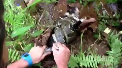 Hero Saves Poor Cat From Being Eaten Alive By Snake
