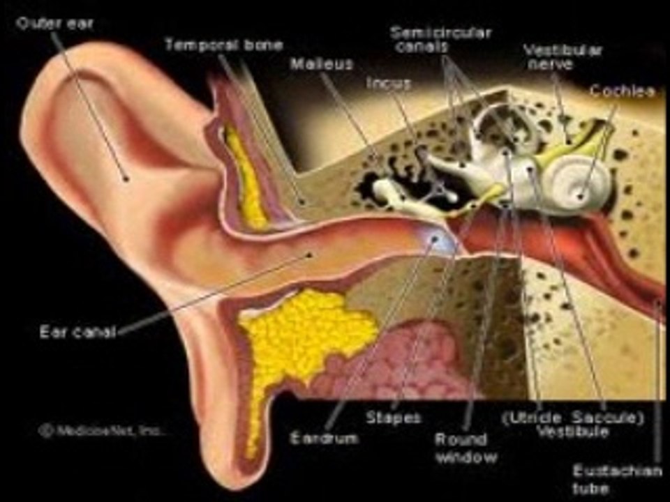 How To Stop Tinnitus