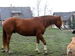 Jambette droite et gauche