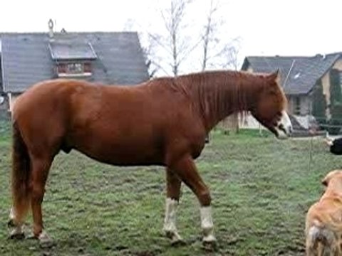 Jambette droite et gauche