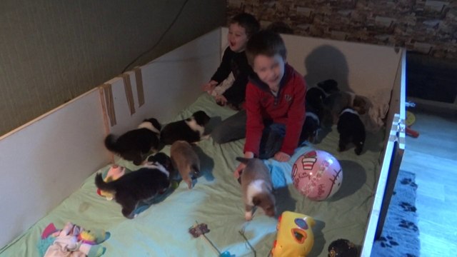 chiots colleys 4 semaines stuarts de boisbelle