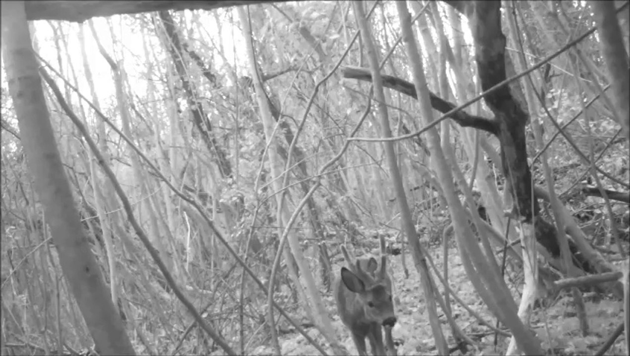 En_Foret-Le_chevreuil