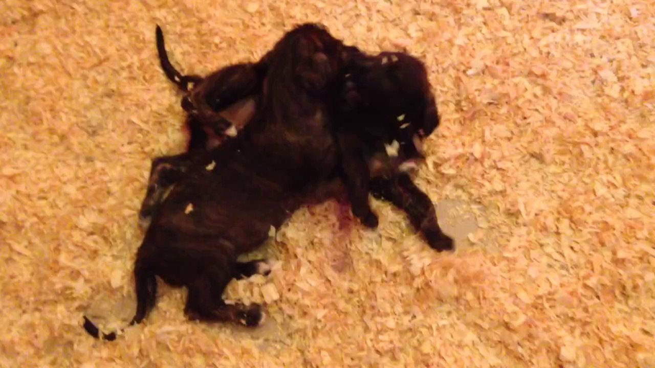 Chiots d Enniskillen portée 2014