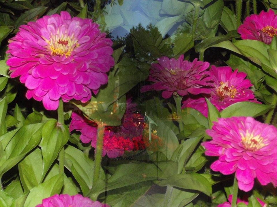 Buchart Gardens – Victoria BC Canada