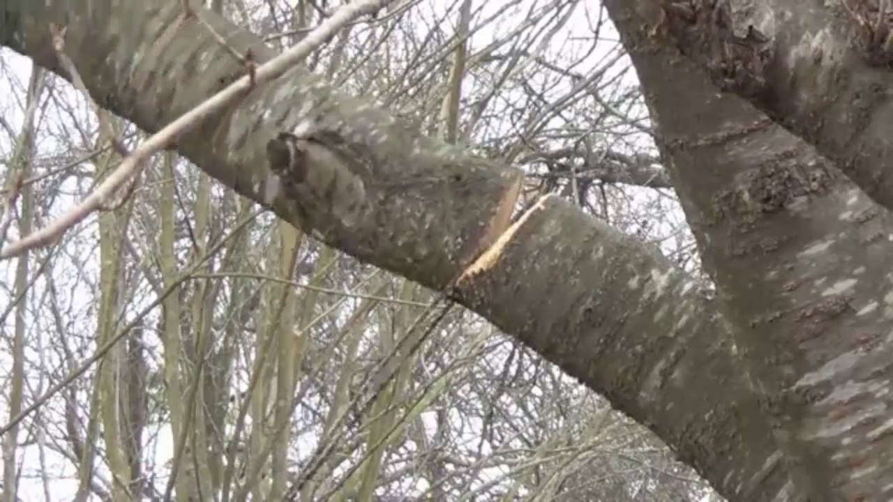 Sportsman Pocket Chain Saw Review- Best Survival Saw