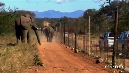 Deadliest Animals Of The World