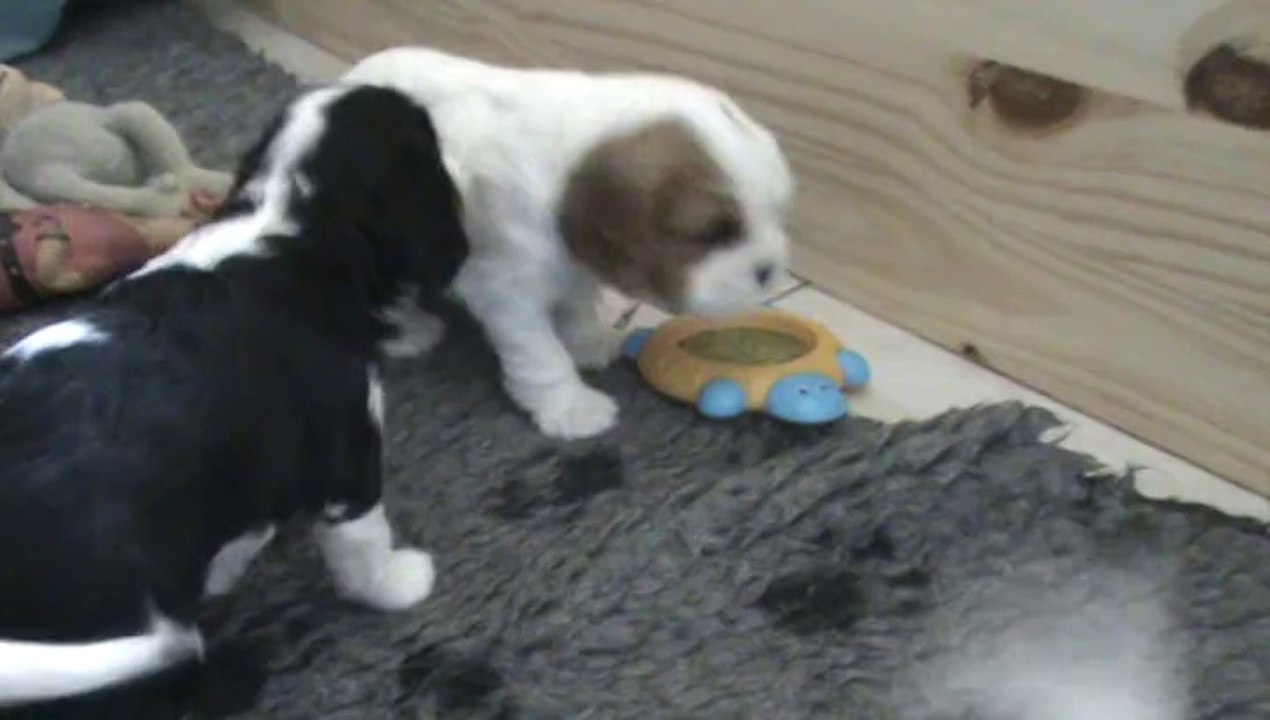bb blenheim 1 mois