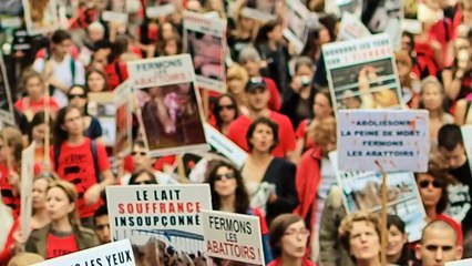 L214 Réussites 2013 - ETHIQUE & ANIMAUX