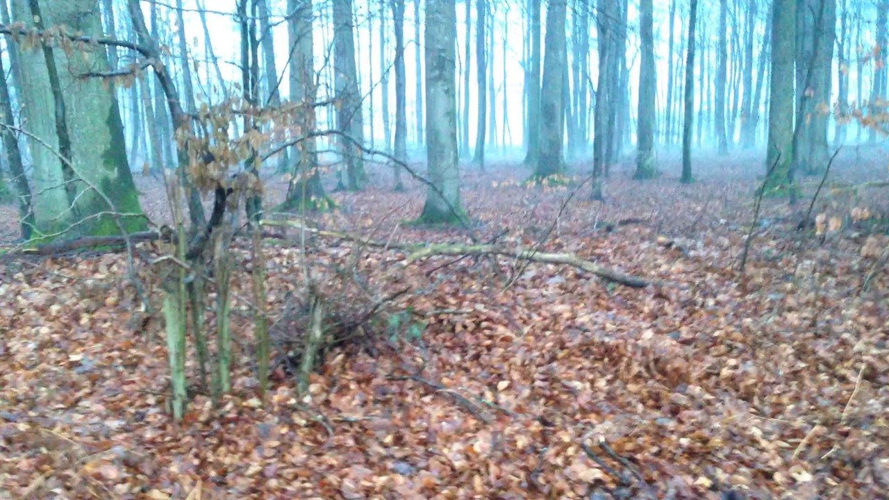 Begegnung Rehe auf dem Spaziergang