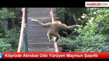 Köprüde Akrobat Gibi Yürüyen Maymun Şaşırttı