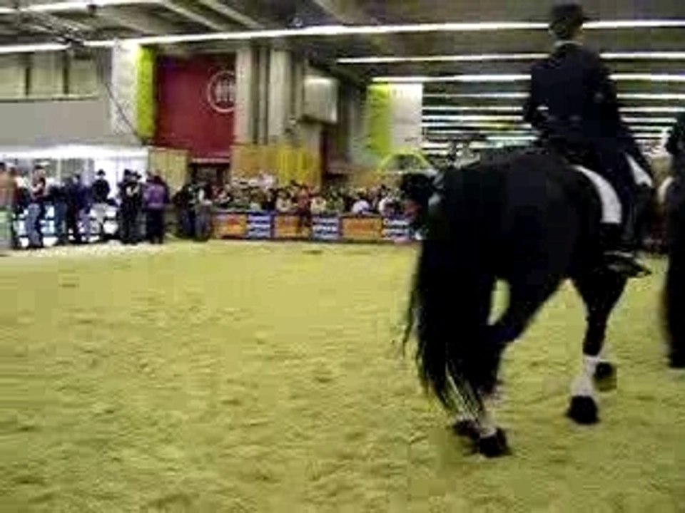 Galop frison