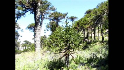 Caviahue 2010 - Parte 1