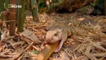 Hổ mang chúa nuốt chửng rắn độc -khủng- châu Phi