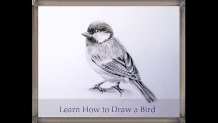 Learn How to draw a Blue Tit with Easy to Follow Instructions / Final Part