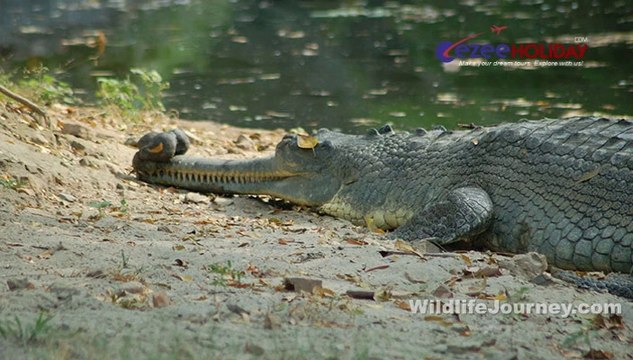 Wildlife India Tour, Wildlife Tour Packages, Wildlife Holiday Packages, Wildlife Travel, Wildlife Journey,