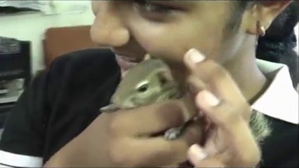 Paralysed Squirrel Is a Bundle of Joy on Wheels