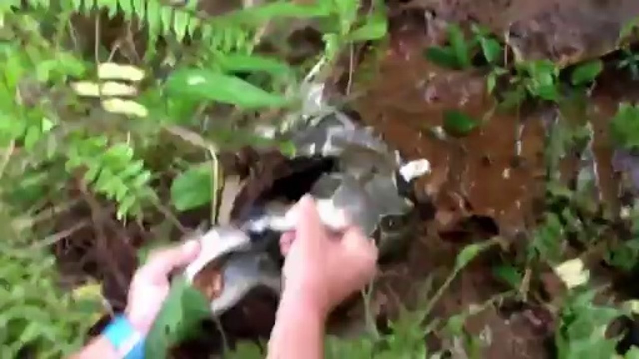 Chat vs. boa constrictor... Un homme sauve le pauvre minou!