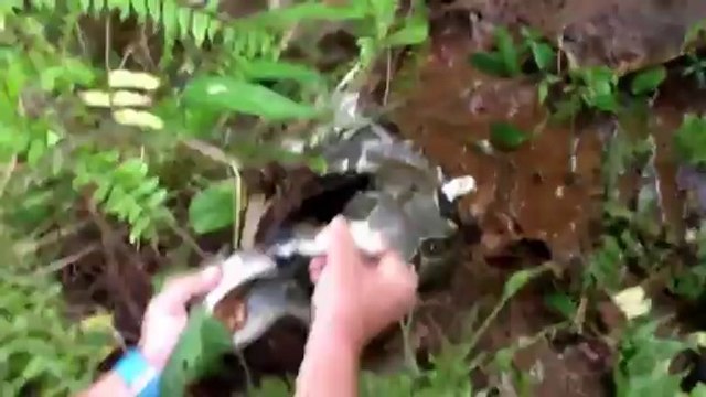 Chat vs. boa constrictor... Un homme sauve le pauvre minou!