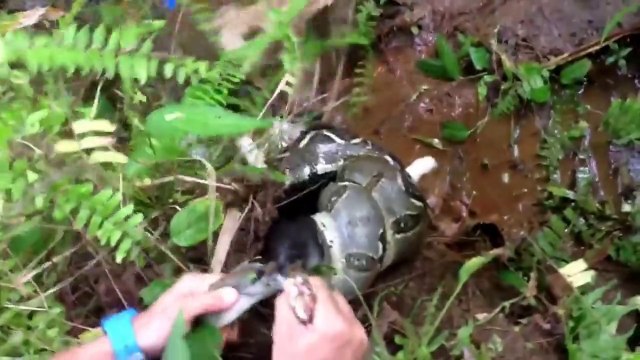 Cat vs. boa constrictor... A guy saves the poor kitten