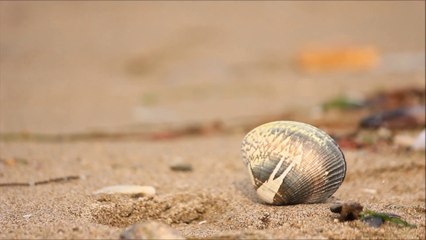 Yalova-martılar, deniz, dalgalar...