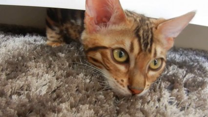 Zero (4 mois) sous la table