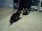 Süße Katze spielt mit ihrem eigenen Spiegelbid