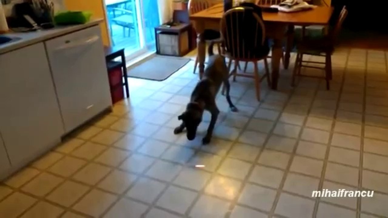 Witzige Tiere, die den roten Punkt des Laserpointers jagen