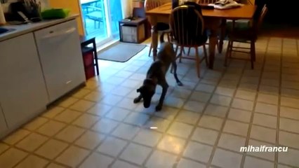 Witzige Tiere, die den roten Punkt des Laserpointers jagen