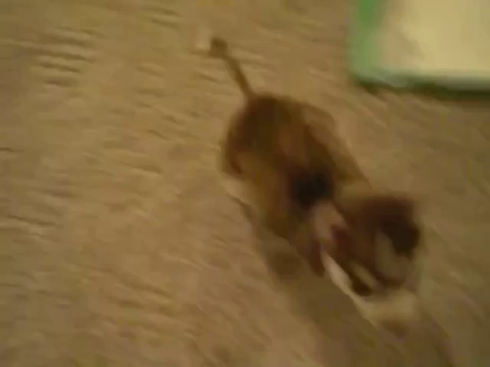 Süßer 8 Wochen alter Husky hört schon auf Kommandos