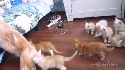 Katzenmama testet die Reaktion ihrer Baby's