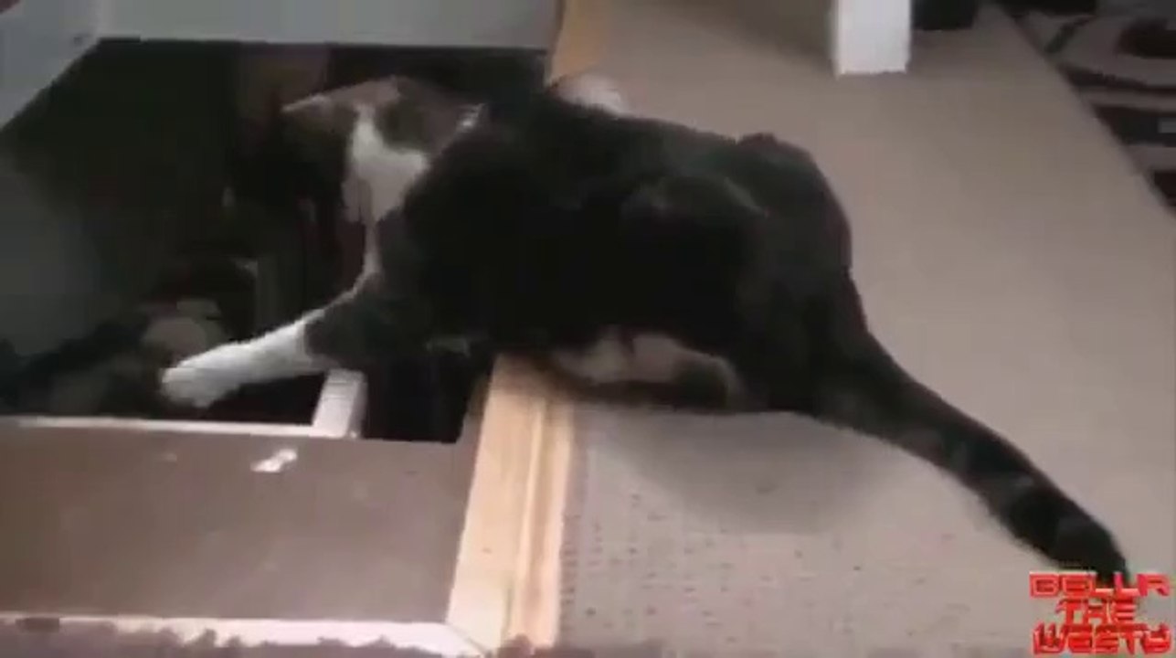 Wie Hunde und Katzen ihren Jungen beibringen die Treppe zu benutzen