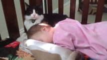Katze putzt das Baby