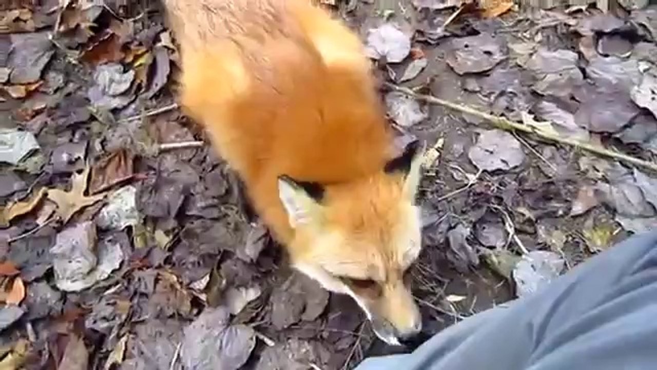 Mit dem wohl niedlichsten Fuchs der Welt kuscheln