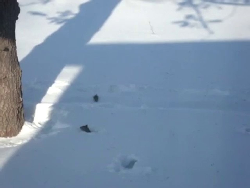 Süßes Eichhörnchen gräbt sich einen Tunnel durch den Schnee