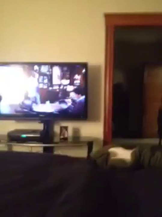 Katze will auf den Deckenventilator springen FAIL