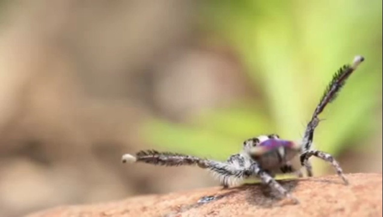 Spinne tanzt zu Y.M.C.A.