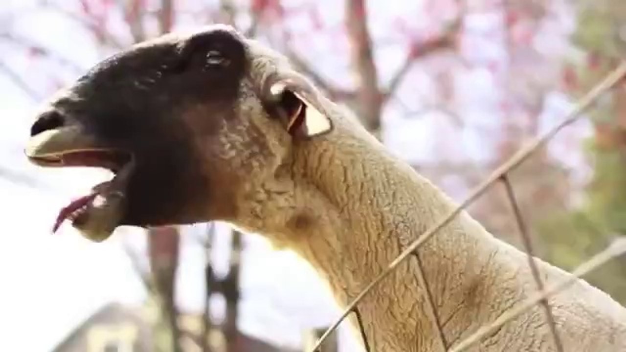 Ziegen singen We wish you a Merry Christmas