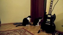 Videos de Risa: Gato intentando disculparse (tepillao.com)