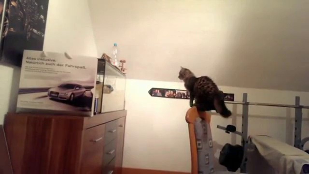 Chat Vs. Aquarium
