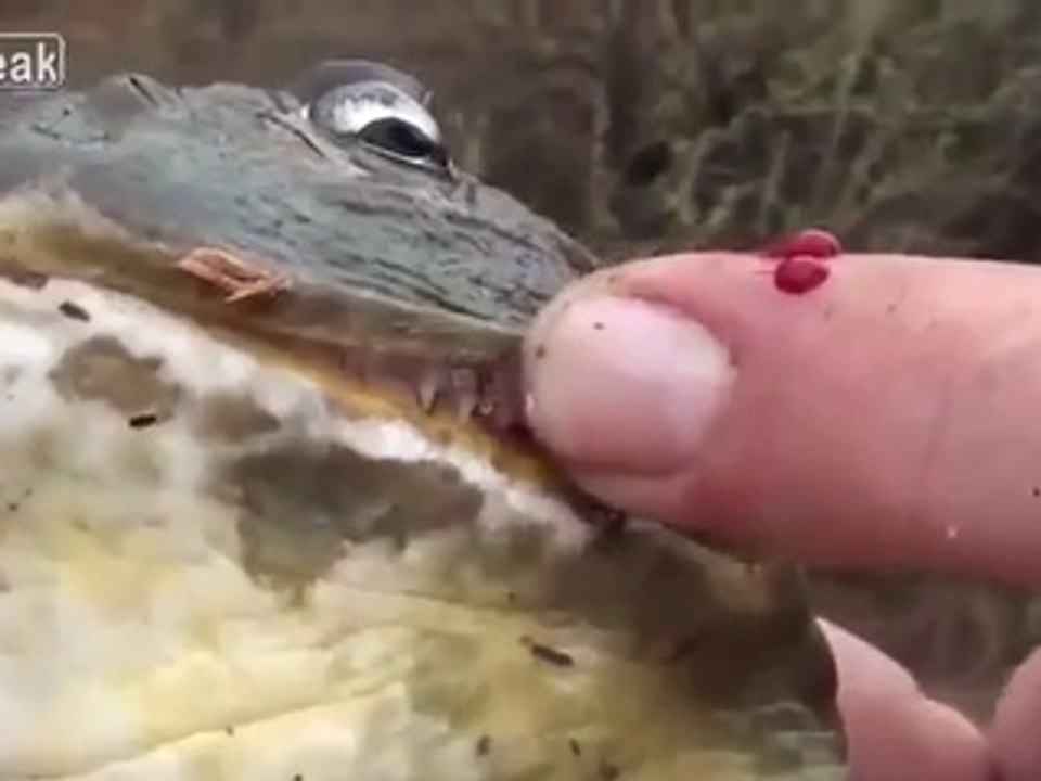 Kerl hat sich mit dem falschen Frosch angelegt